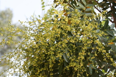 Simarouba glauca